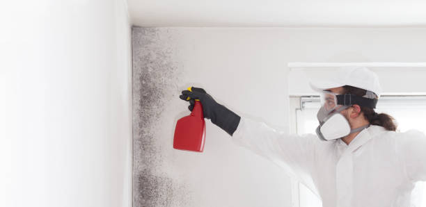 Best Mold Damage Repair  in Pasadena Hills, FL